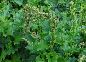 Good king henry