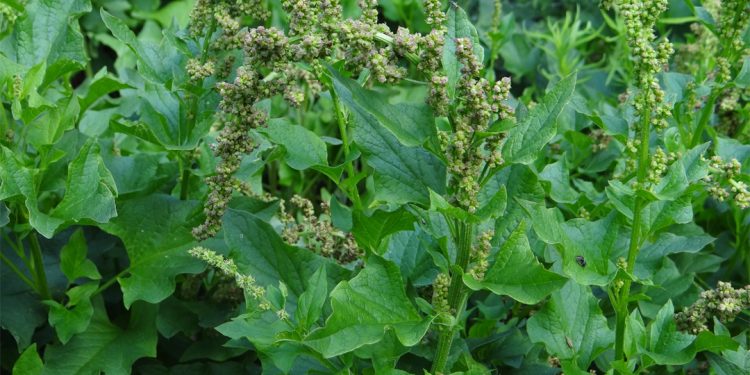 Good king henry