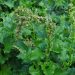 Good king henry