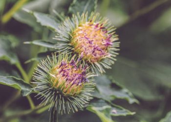 Greater burdock