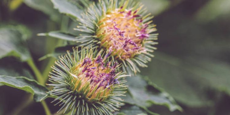Greater burdock