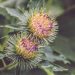 Greater burdock