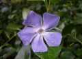 Greater periwinkle