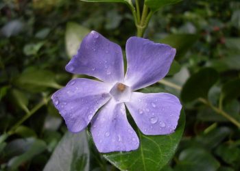 Greater periwinkle