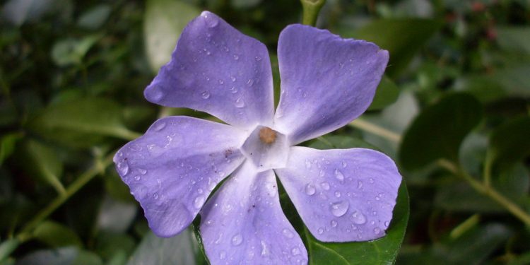 Greater periwinkle