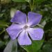 Greater periwinkle