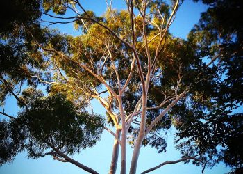 Gum tree