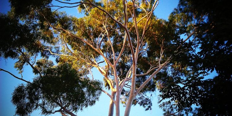 Gum tree