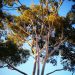 Gum tree