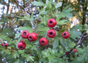 Hawthorn