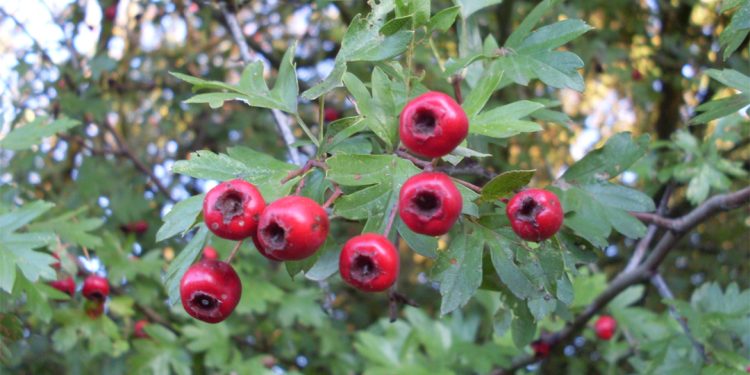 Hawthorn