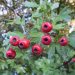 Hawthorn