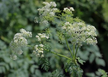 Hemlock