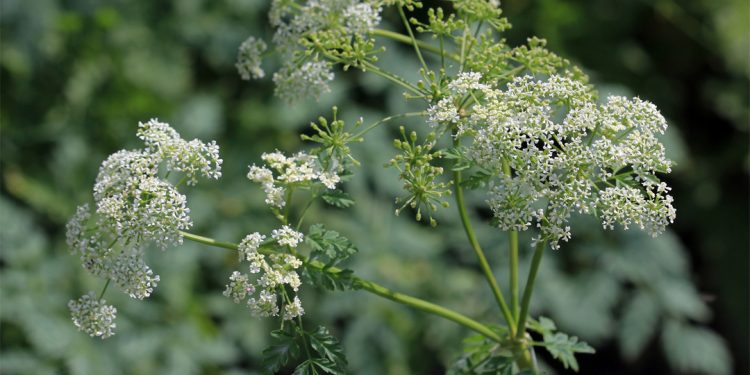 Hemlock