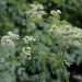 Hemlock