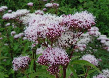 Hemp agrimony