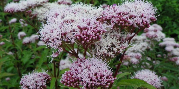 Hemp agrimony