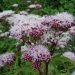 Hemp agrimony