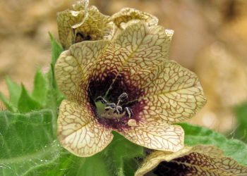 Henbane