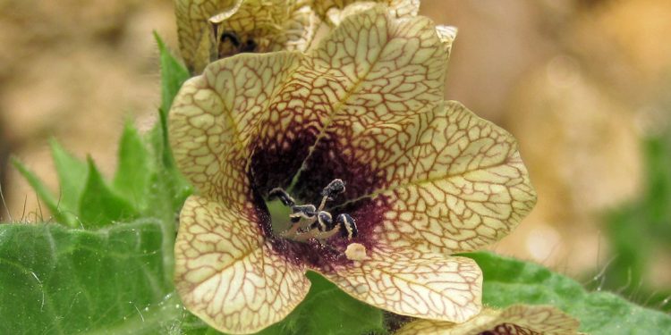 Henbane