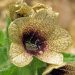Henbane