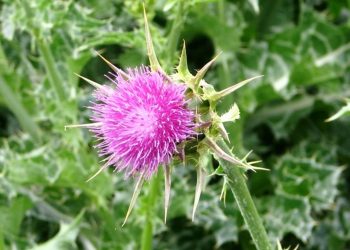 Holy thistle