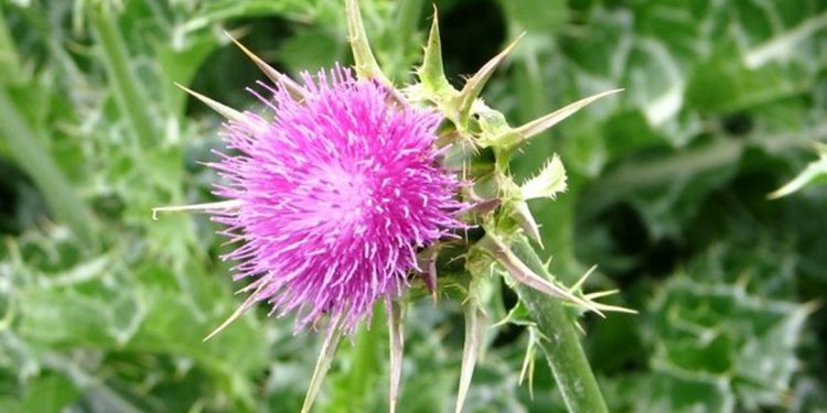 Holy thistle