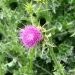 Holy thistle