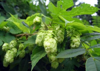 Hops