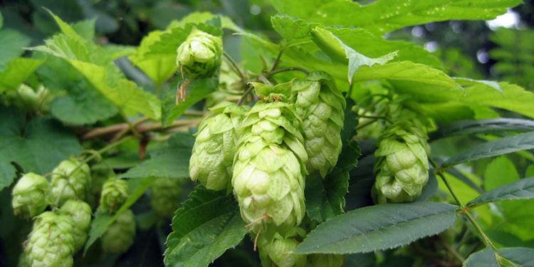 Hops