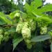 Hops