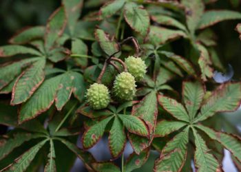 Horse chestnut