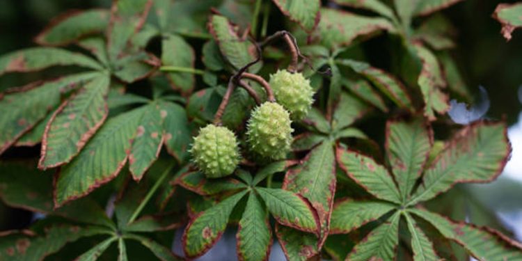 Horse chestnut