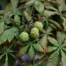 Horse chestnut