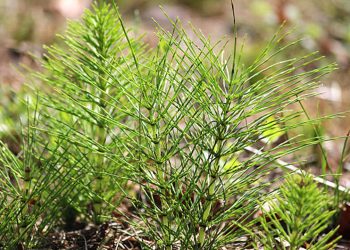 Horsetail