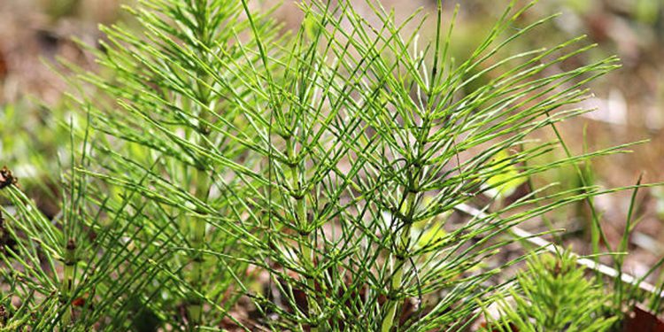 Horsetail
