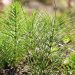 Horsetail