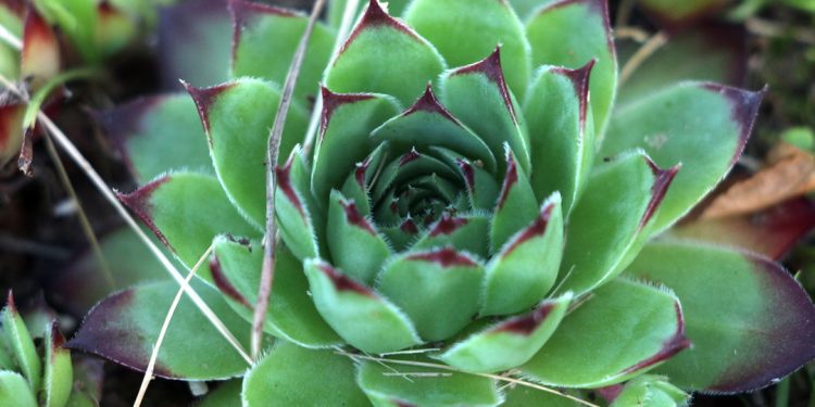 Houseleek