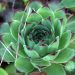 Houseleek
