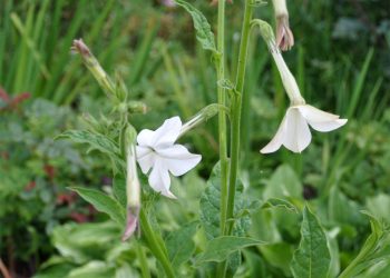 Indian tobacco