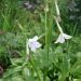 Indian tobacco