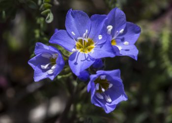 Jacob’s ladder