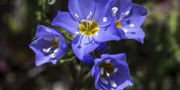 Jacob’s ladder