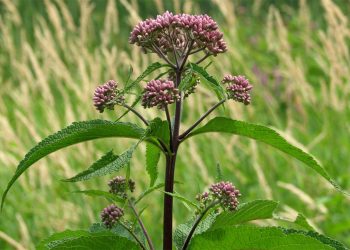 Joe Pye weed