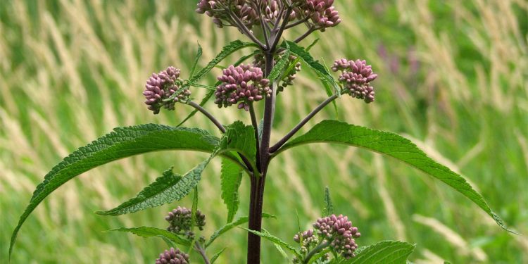 Joe Pye weed