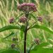 Joe Pye weed