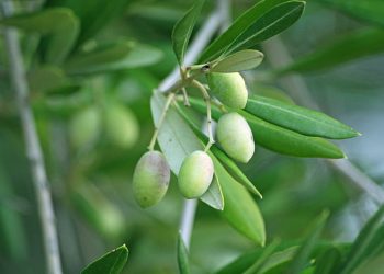 Jojoba