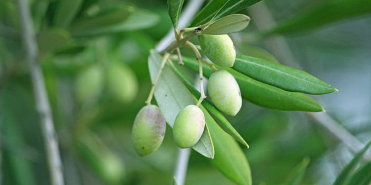 Jojoba