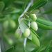 Jojoba