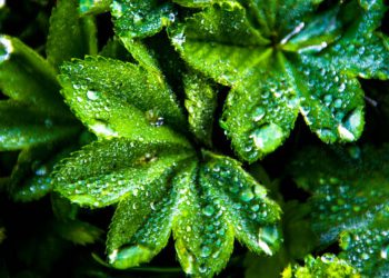 Lady’s mantle